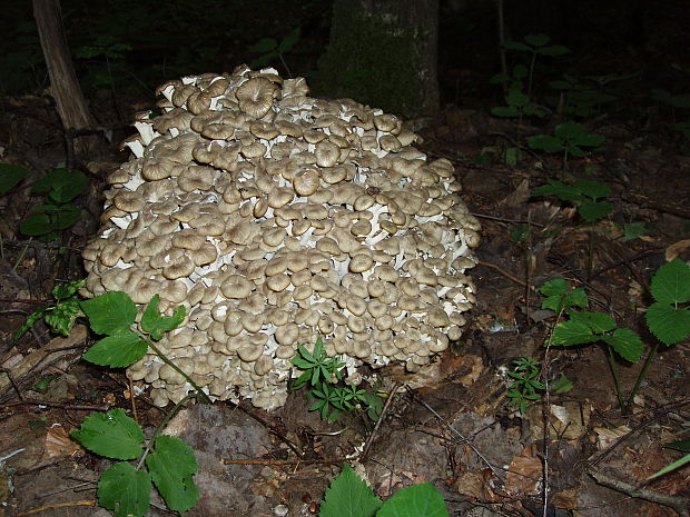 trúdnik klobúčkatý Polyporus umbellatus (Pers.) Fr.