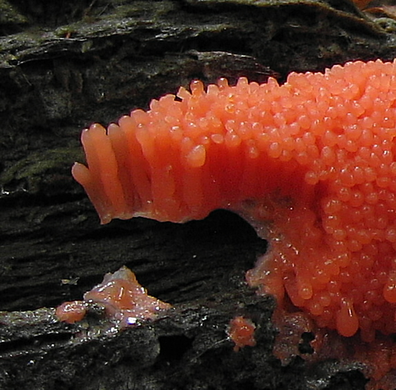 jahodník sasankovitý  Tubifera ferruginosa (Batsch) J.F. Gmel.