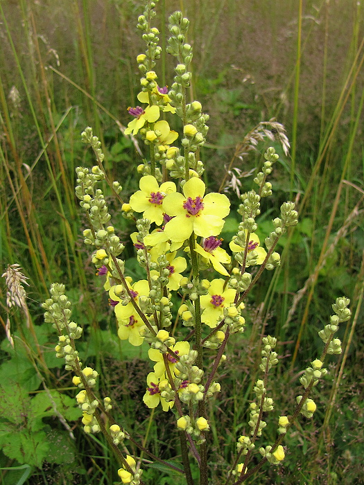 divozel chaixov rakúsky Verbascum chaixii subsp. austriacum (Schott ex Roem. et Schult.) Hayek