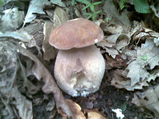 hríb dubový Boletus reticulatus Schaeff.