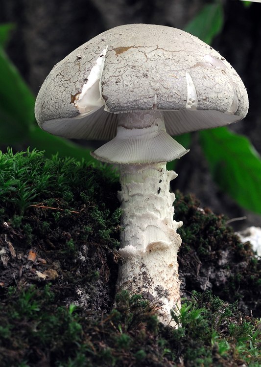 muchotrávka hrubá Amanita excelsa (Fr.) Bertill.