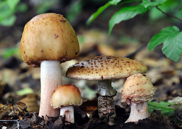 muchotrávka červenkastá Amanita rubescens Pers.