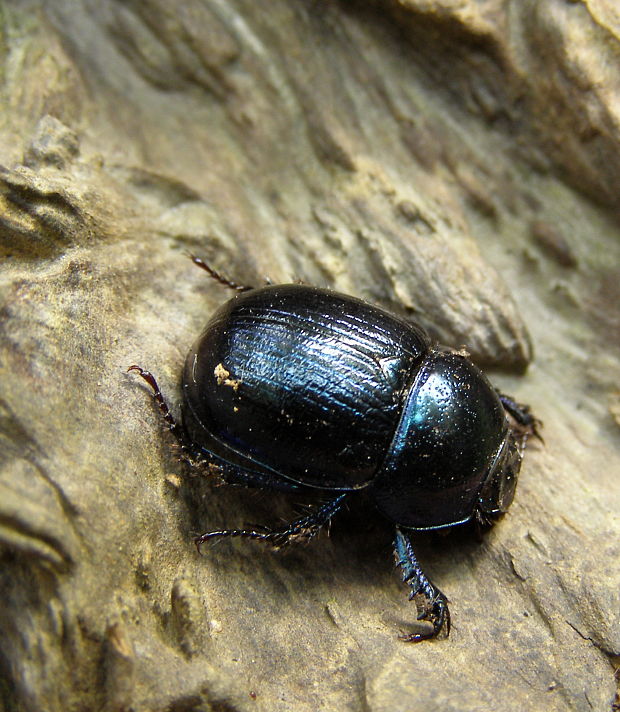 lajniak  Anoplotrupes stercorosus