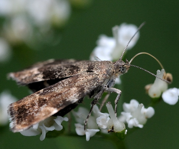 listomôľka Fabriciova Anthophila fabriciana