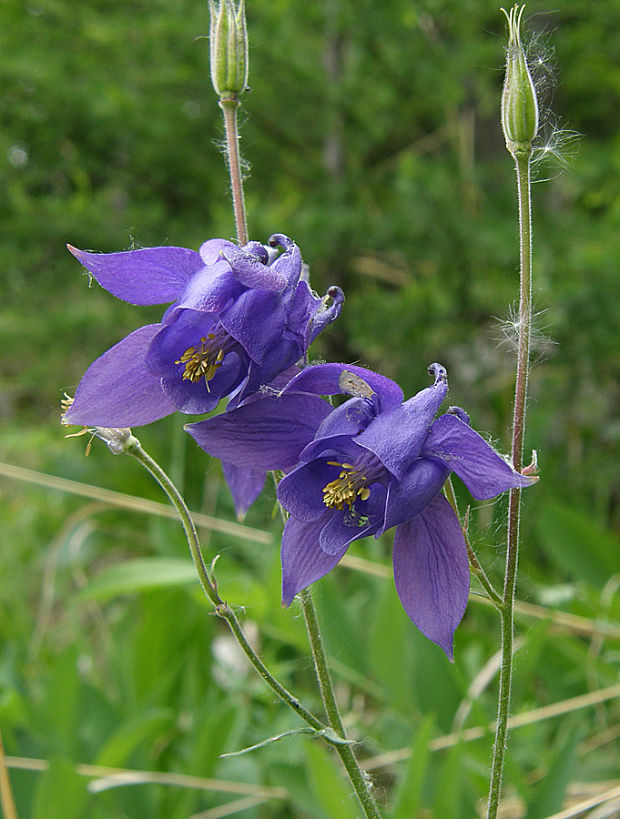 orlíček obyčajný Aquilegia vulgaris L.