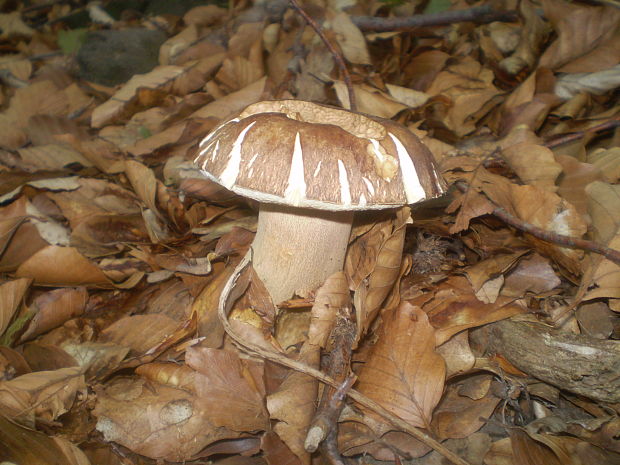 hríb dubový Boletus reticulatus Schaeff.