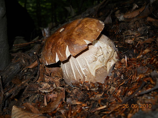 hríb dubový Boletus reticulatus Schaeff.