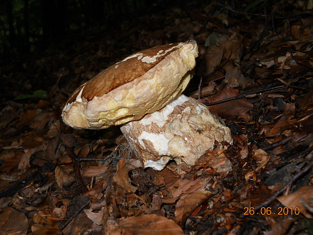 hríb dubový Boletus reticulatus Schaeff.