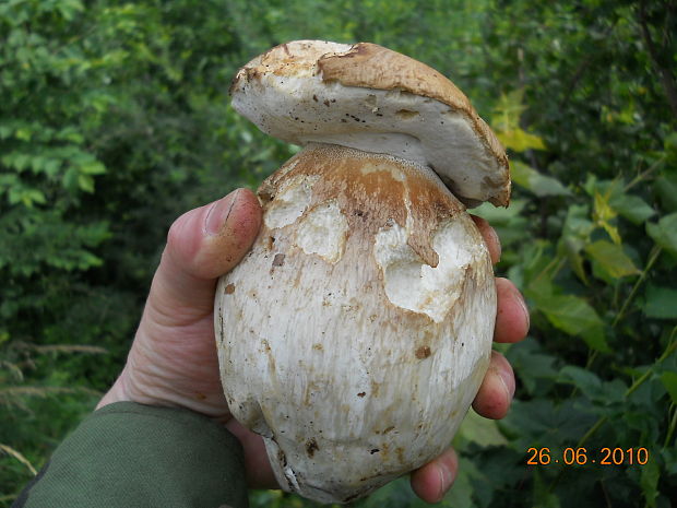 hríb dubový Boletus reticulatus Schaeff.