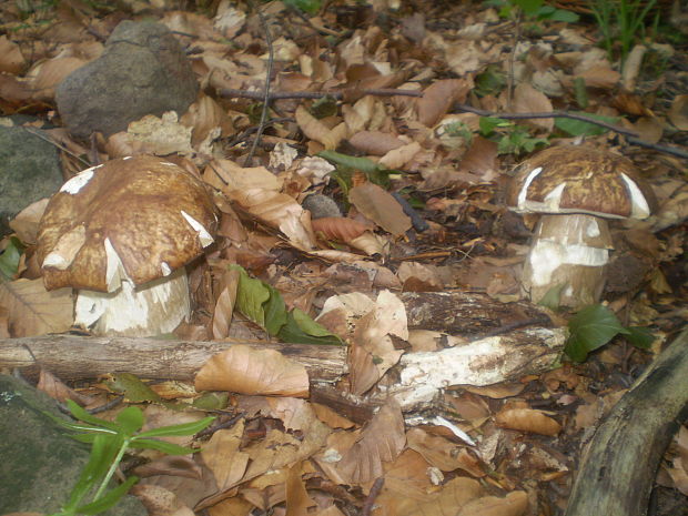 hríb dubový Boletus reticulatus Schaeff.