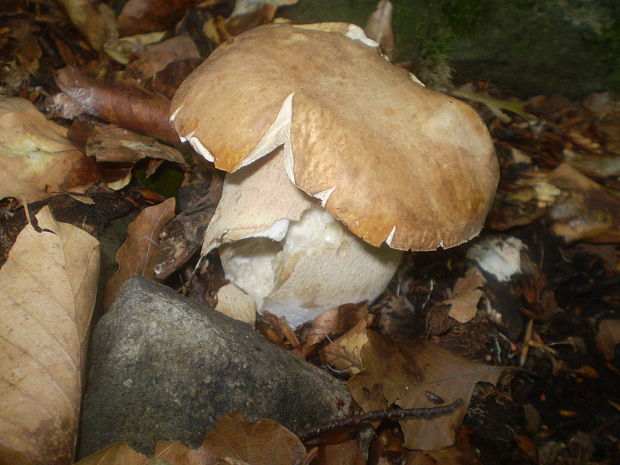 hríb dubový Boletus reticulatus Schaeff.