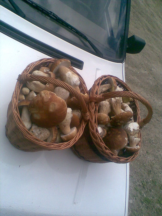 hríb dubový Boletus reticulatus Schaeff.