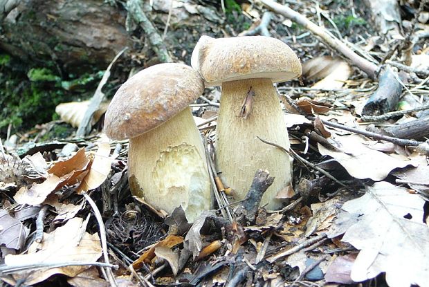 hríb dubový Boletus reticulatus Schaeff.