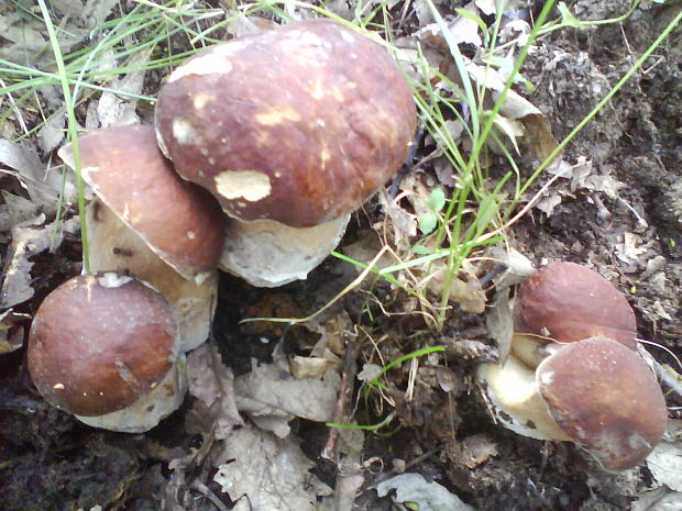 hríb  Boletus sp.