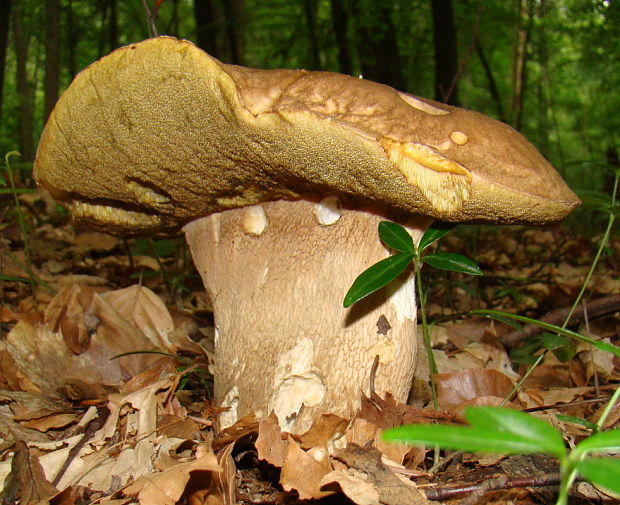 hríb Boletus sp.