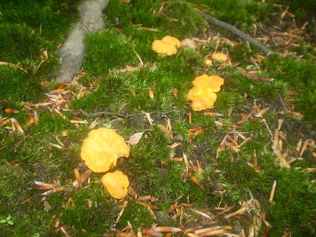 kuriatko Cantharellus sp.