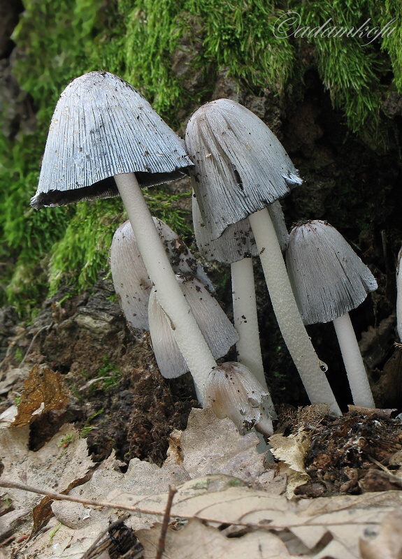 hnojník nápadný Coprinopsis insignis  (Peck) Redhead, Vilgalys & Moncalvo