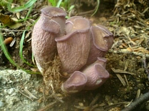 lievikovec kyjakovitý Gomphus clavatus (Pers.) Gray