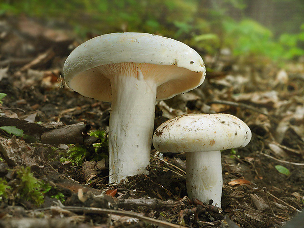 rýdzik korenistý Lactarius piperatus (L.) Pers.