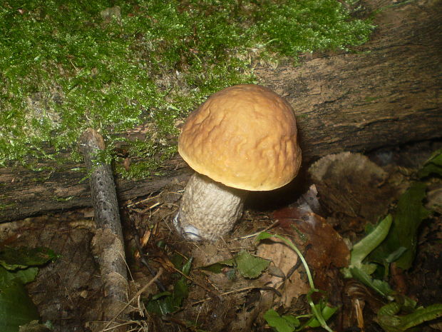 kozák hrabový Leccinum pseudoscabrum (Kallenb.) Šutara