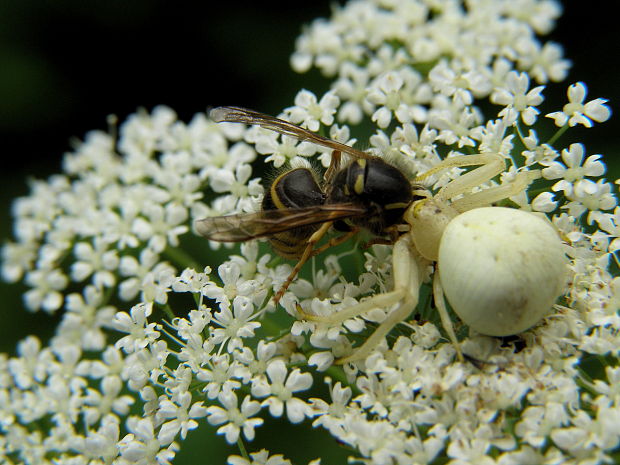 kvetarik dvojtvarý Misumena vatia