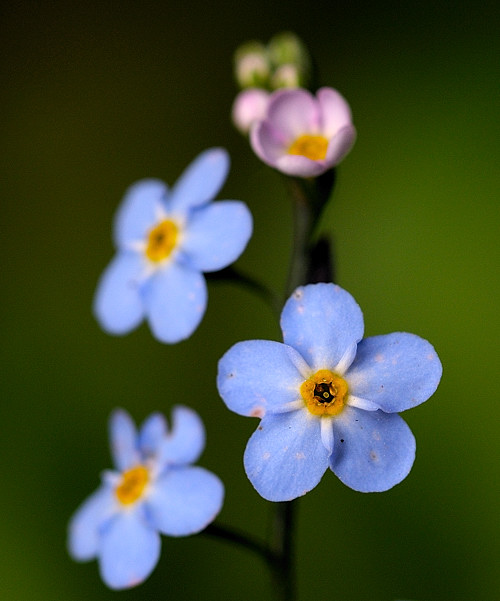 nezábudka lesná  Myosotis sylvatica Ehrh. ex Hoffm.