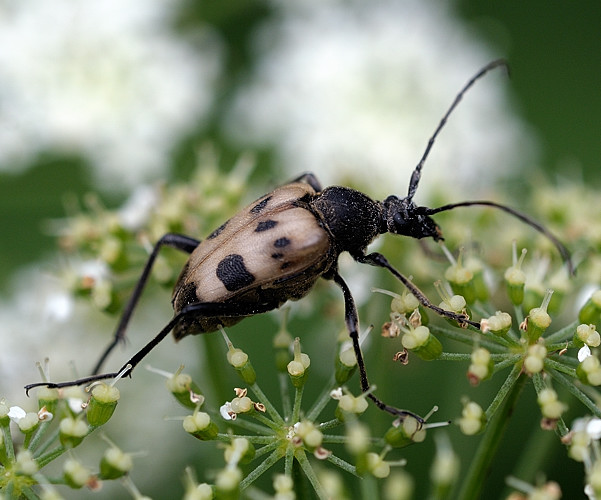 fuzáč rúbaniskový Pachytodes cerambyciformis