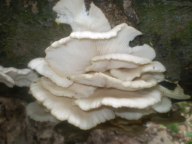 hliva buková Pleurotus pulmonarius (Fr.) Quél.