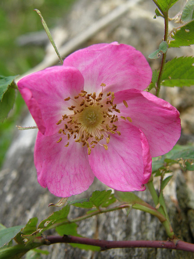 ruža ovisnutá Rosa pendulina L.