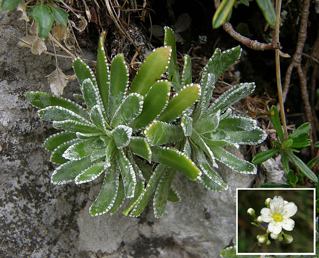 lomikameň metlinatý Saxifraga paniculata Mill.