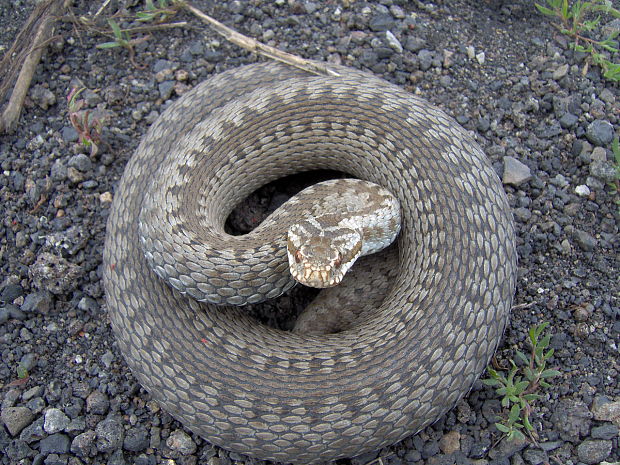 vretenica severna Vipera berus (colemanus) :)