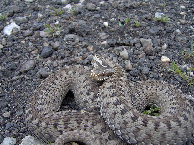 vretenica severna Vipera berus