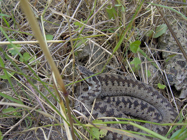 vretenica severna Vipera berus