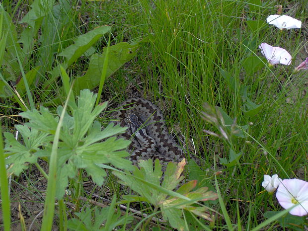 vretenica severna Vipera berus