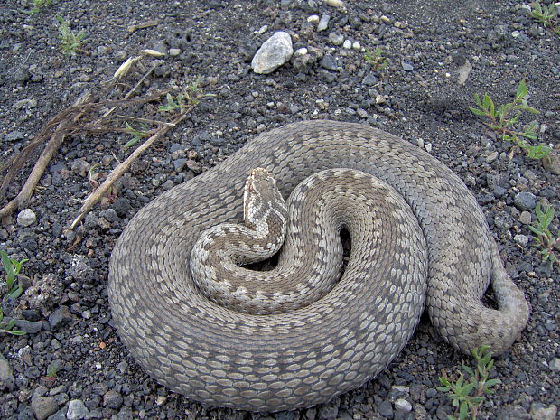 vretenica severna Vipera berus