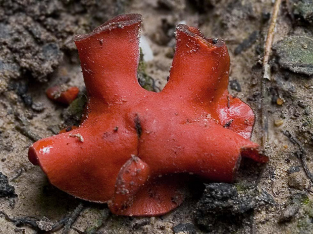 tanierovka Aleuria sp.