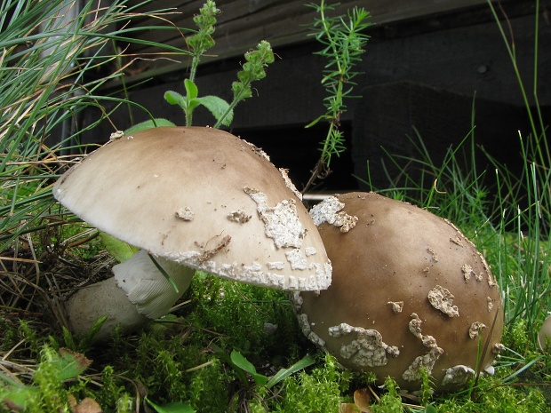 muchotrávka hrubá Amanita excelsa (Fr.) Bertill.