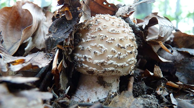 muchotrávka červenkastá Amanita rubescens Pers.