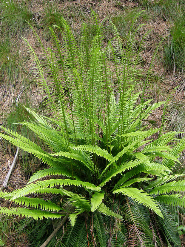 rebrovka rôznolistá Blechnum spicant (L.) Roth