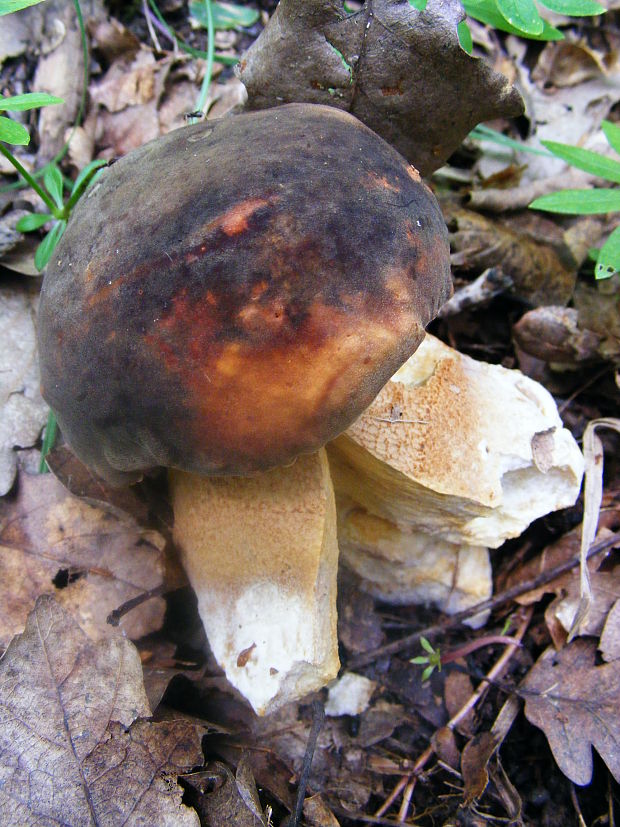 hríb bronzový Boletus aereus Bull. ex Fr.