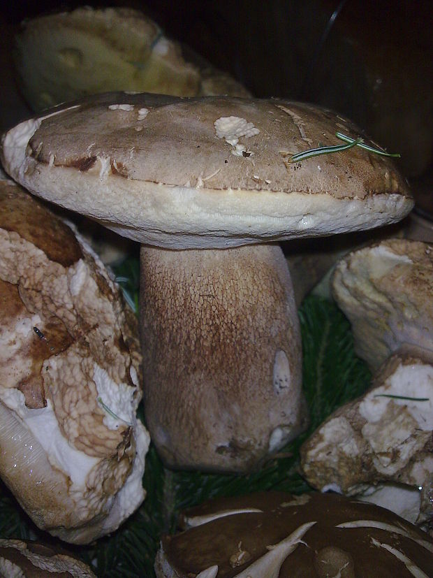 hríb dubový Boletus reticulatus Schaeff.