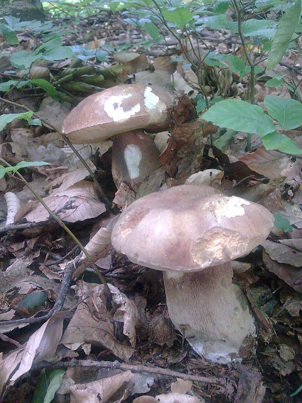 hríb dubový Boletus reticulatus Schaeff.