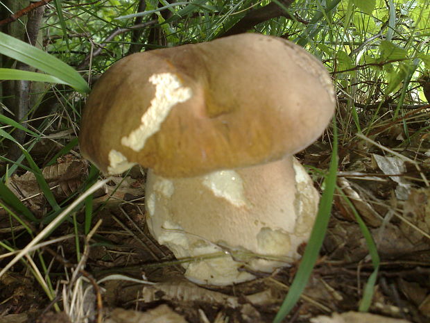 hríb dubový Boletus reticulatus Schaeff.