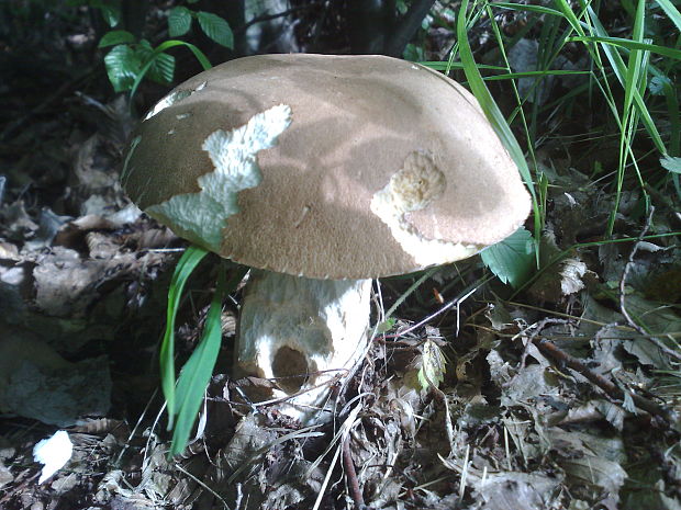 hríb dubový Boletus reticulatus Schaeff.