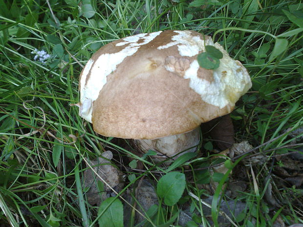 hríb dubový Boletus reticulatus Schaeff.