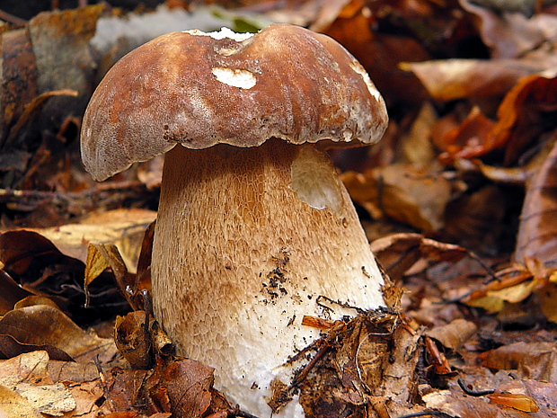 hríb dubový Boletus reticulatus Schaeff.