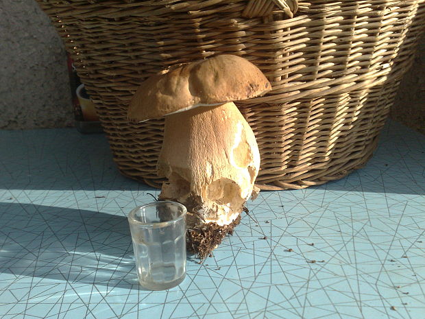 hríb  Boletus sp.