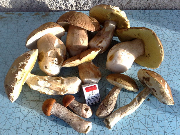 hríby Boletus sp.