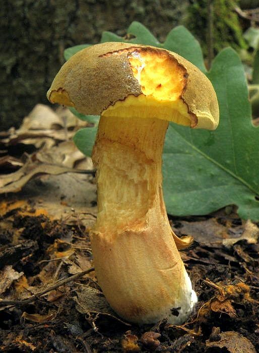 suchohríb plstnatý Boletus subtomentosus L.