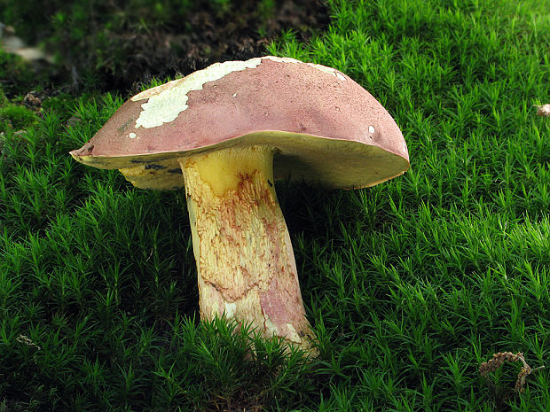 hríb nádherný Butyriboletus fuscoroseus (Smotl.) Vizzini & Gelardi